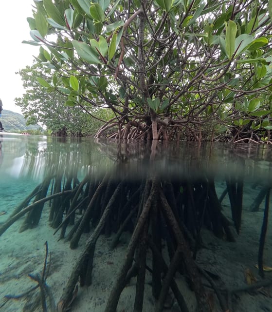 Iriomote Island: Mangrove River Canoe Cruising Tour - Explore Mangrove Ecosystem