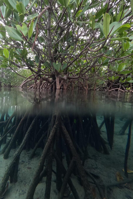 Iriomote Island: Mangrove River Canoe Cruising Tour - Observing Flora and Fauna