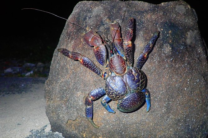 Iriomote Island, Okinawa Night Adventure Tour - Key Points