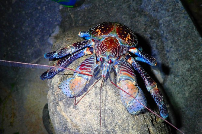 Iriomote Island, Okinawa Night Adventure Tour - Start Time and Duration