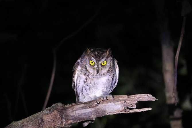 Iriomote Island, Okinawa Night Adventure Tour - Tour Ending Location