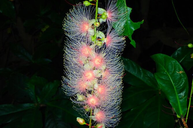 Iriomote Island Sagaribana Observation Tour (Limited From June to August) - Meeting and Pickup