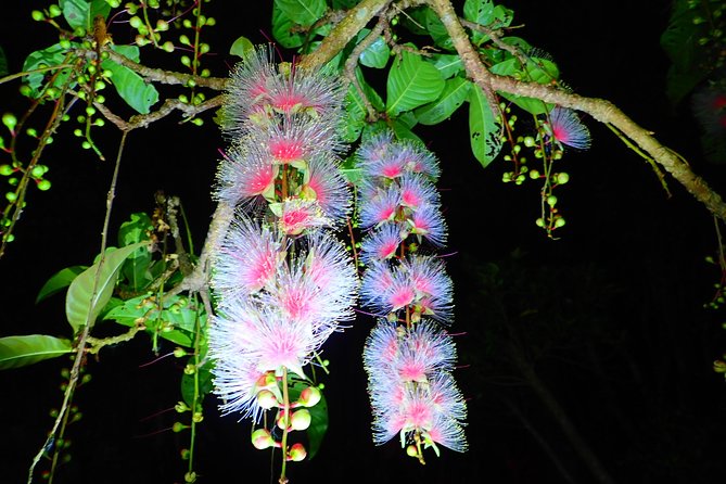 Iriomote Island Sagaribana Observation Tour (Limited From June to August) - Cancellation Policy
