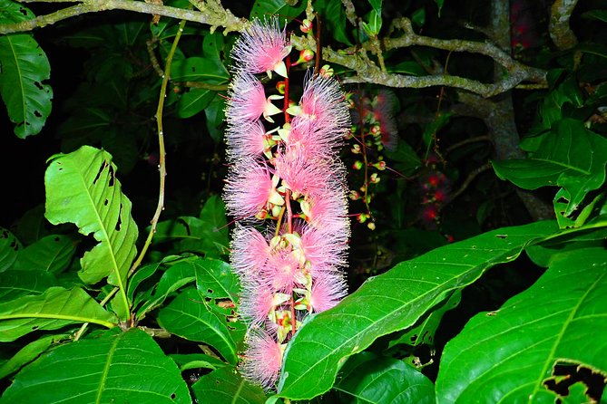 Iriomote Island Sagaribana Observation Tour (Limited From June to August) - Bloom Season Observation