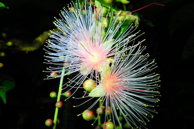 Iriomote Island Sagaribana Observation Tour (Limited From June to August) - Liability Insurance