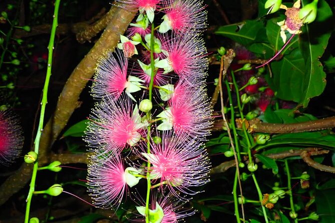 Iriomote Island Sagaribana Observation Tour (Limited From June to August) - Minimum Participants Required