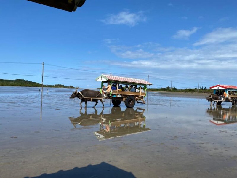 Iriomote: Mangrove Canoe and Yubujima Sightseeing Tour! - Exploring the Biggest Mangrove Forest in Japan