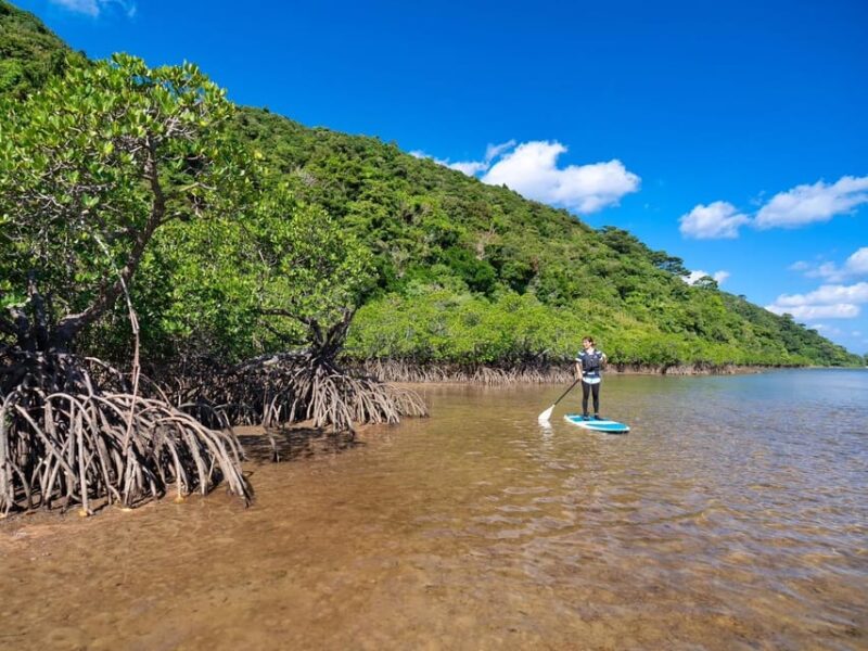 Iriomote Mangrove SUP and Snorkeling at Coral Island - Activities and Experience