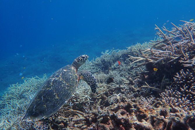 [Iriomote] SUP/Canoe Tour + Snorkeling Tour at Coral Island - Meeting and Pickup