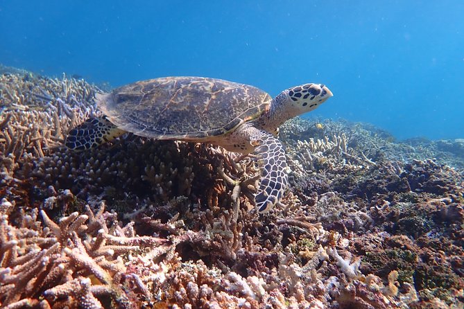 [Iriomote] SUP/Canoe Tour + Snorkeling Tour at Coral Island - Additional Information