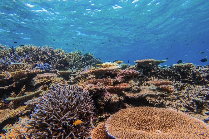 [Iriomote] SUP/Canoe Tour + Snorkeling Tour at Coral Island - Pricing