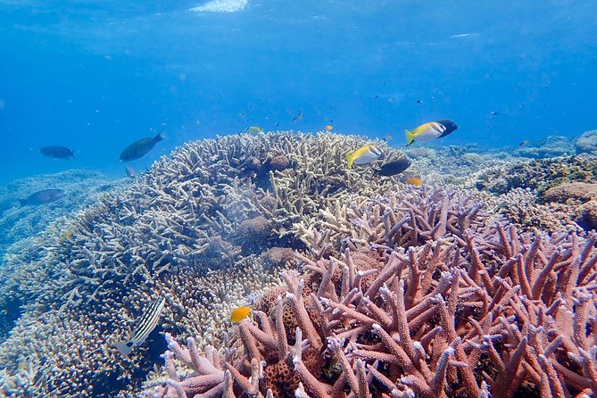 [Iriomote] SUP/Canoe Tour + Snorkeling Tour at Coral Island - Booking and Cancellation