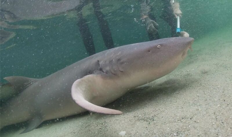 Irukandji Entry Pass & Reef Shark Encounter (12+) - Encounter Details