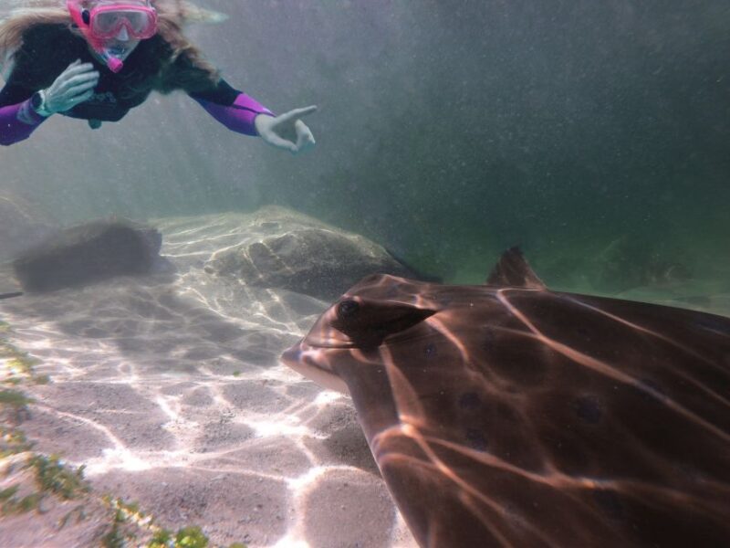 Irukandji Entry Pass & Stingray Snorkel (12+) - Key Points