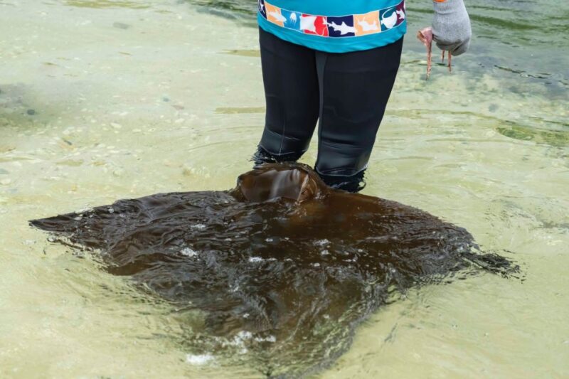 Irukandji Entry Pass & Stingray Snorkel (12+) - Experience Highlights