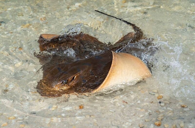 Irukandji Entry Pass & Stingray Snorkel (12+) - Post-Activity Exploration