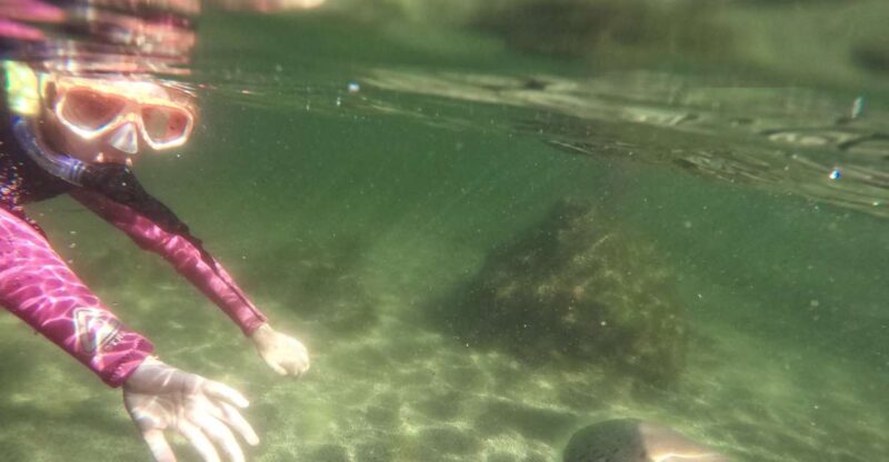 Irukandji Entry Pass & Zebra Shark Snorkel (6+) - Activities and Highlights