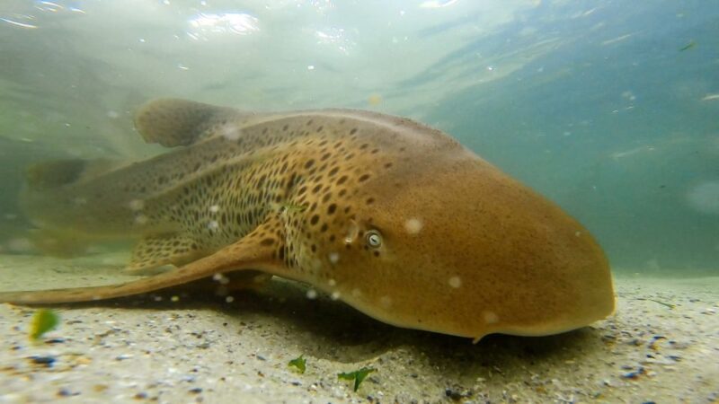 Irukandji Entry Pass & Zebra Shark Snorkel (6+) - Equipment and Amenities