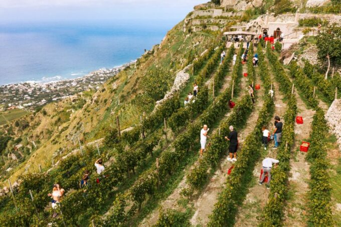 Ischia: Vineyard Tour & Wine Tasting Experience W/ Transfers - Winemaking Secrets Explored