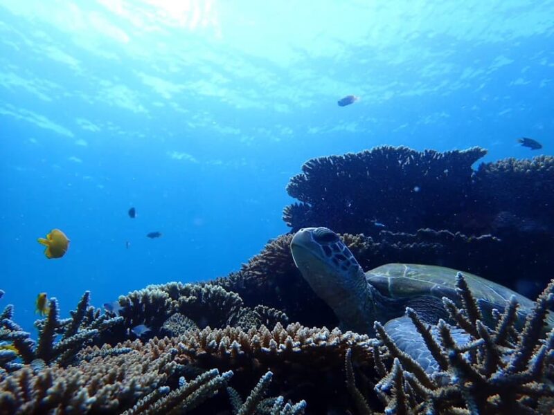 Ishigaki: Blue Cave Snorkeling Tour - Included in the Tour