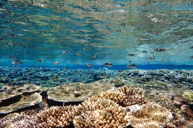 Ishigaki: Blue Cave Snorkeling Tour - Tour Meeting and Dismissal Times