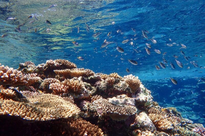 Ishigaki Island: SUP/Kayaking and Snorkeling at Blue Cave - Snorkeling at the Blue Cave