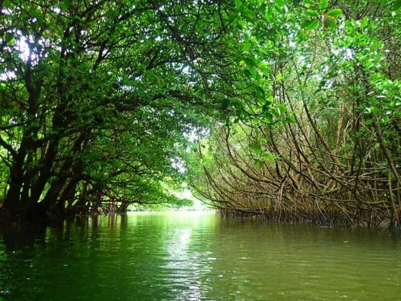 Ishigaki: Mangrove SUP or Canoe & Phantom Island Snorkeling - An Overview of the Tour