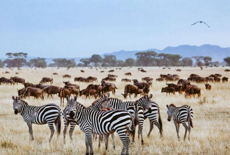 Isimangaliso Boat Cruise & Game Drive Day Tour From Durban - Itinerary Overview