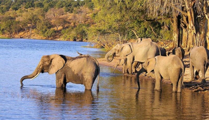 Isimangaliso Boat Cruise & Game Drive Day Tour From Durban - Highlights of the Tour
