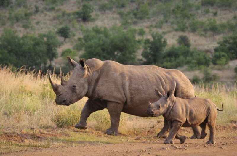 Isimangaliso Boat Cruise & Game Drive Day Tour From Durban - About Isimangaliso Wetland Park