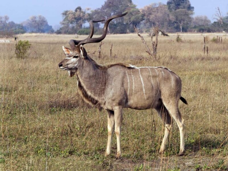 Isimangaliso Boat Cruise & Game Drive Day Tour From Durban - Boat Cruise Experience