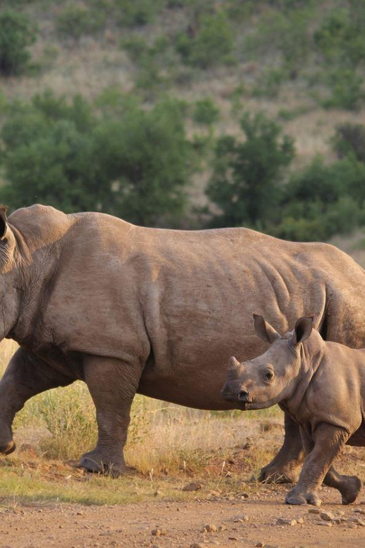 Isimangaliso Day Tour & Hippo & Croc Boat Cruise From Durban - Departure and Itinerary