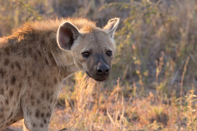 Isimangaliso Sunset Game Drive - Potential Wildlife Sightings