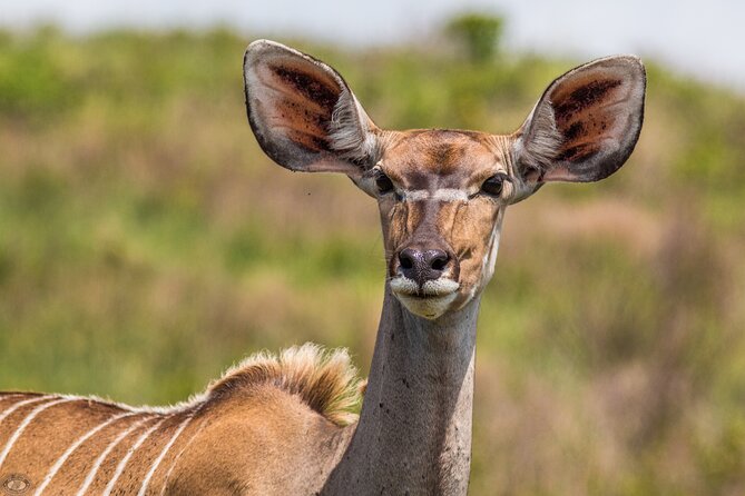 Isimangaliso Sunset Game Drive - Included in the Tour