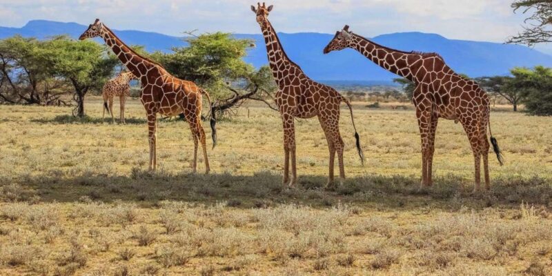 Isimangaliso W Park Game Dve & Hippo Boat Cruise From Durban - Accessibility Information