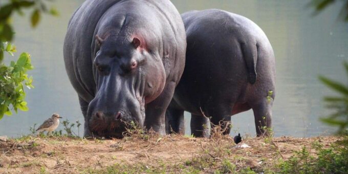 Isimangaliso W Park Game Dve & Hippo Boat Cruise From Durban - Booking Details