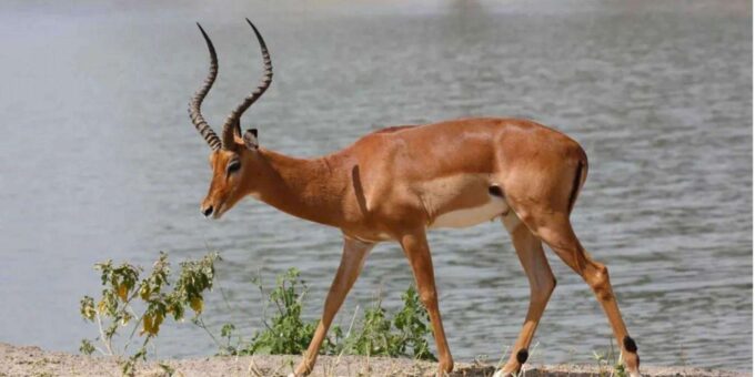 Isimangaliso W Park Game Dve & Hippo Boat Cruise From Durban - Duration and Price