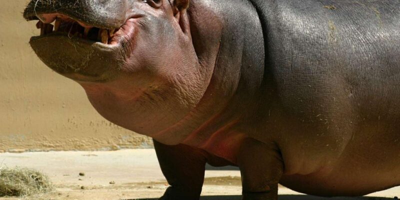 Isimangaliso Wetland Park Boat Cruise & Game Dve From Durban - Boat Cruise Details