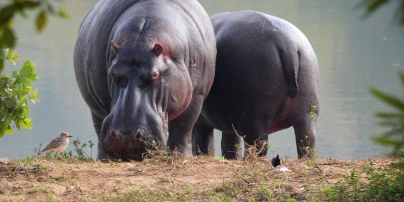 Isimangaliso Wetland Park Boat Cruise & Game Dve From Durban - Game Drive Highlights