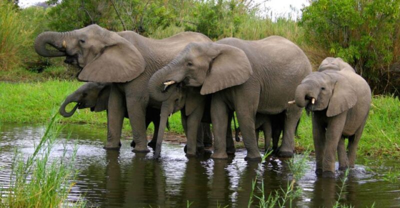 Isimangaliso Wetlands Park & Boat Cruise Tour From Durban - Highlights of the Tour Itinerary