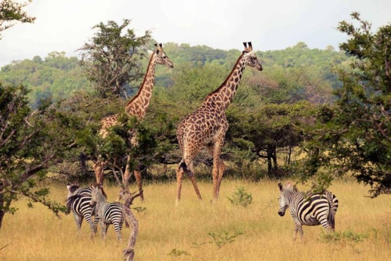 Isimangaliso Wetlands Park & Boat Cruise Tour From Durban - Boat Cruise at St Lucia Estuary