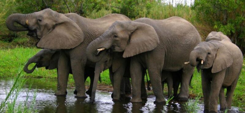 Isimangaliso Wetlands Park Full Day Tour From Durban - Game Drive Experiences