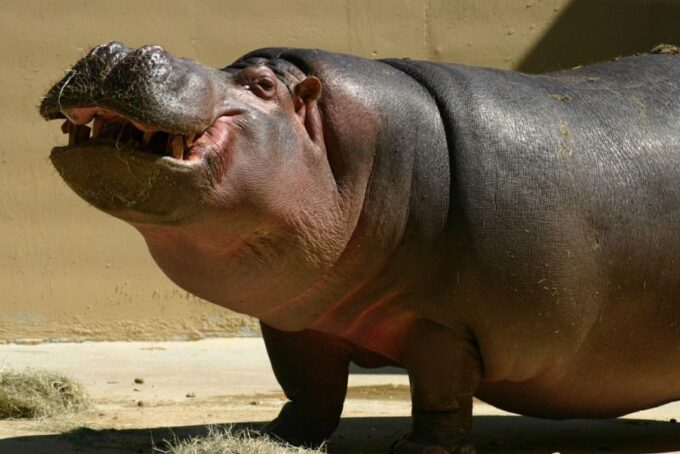 Isimangaliso Wetlands Park Full Day Tour From Durban - Logistical Details