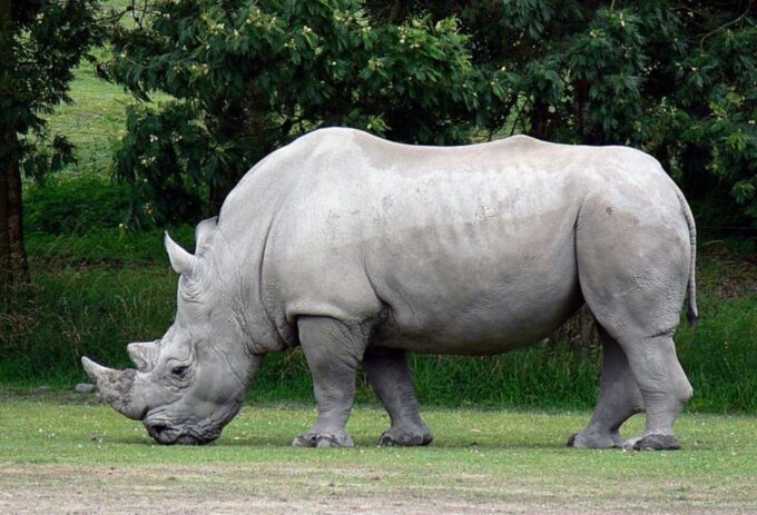 Isimangaliso Wetlands Park Full Day Tour From Durban - Frequently Asked Questions