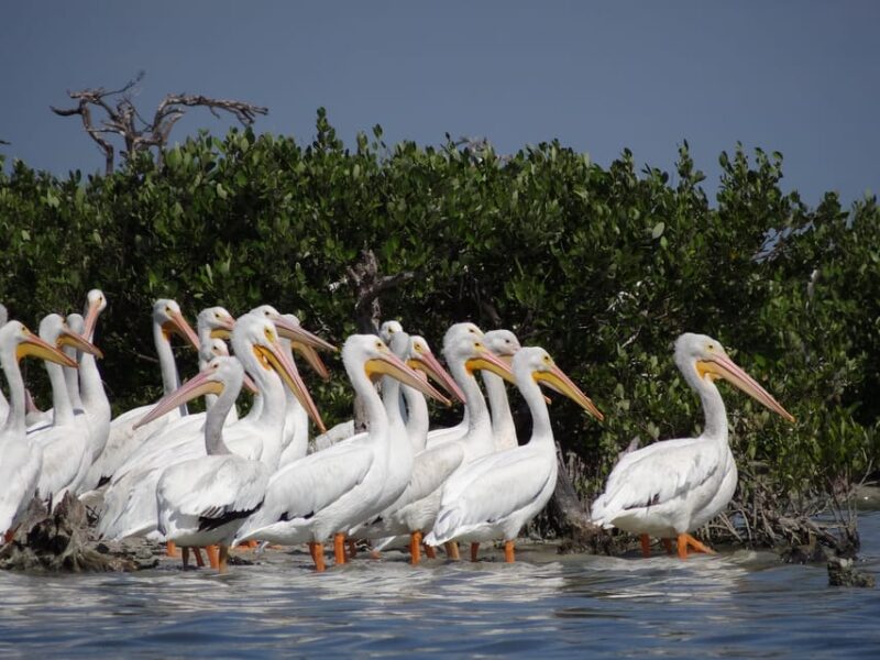 Isla Aguada: Flight of the Bird and the Smile of the Dolphin - Pricing and Reservation