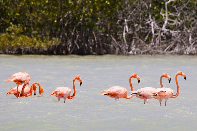 Isla Columpios and Progreso Day Trip - The Sum Up