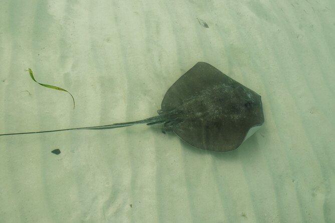 Isla Contoy Private Day Tour, From Cancun - Tips for a Great Experience