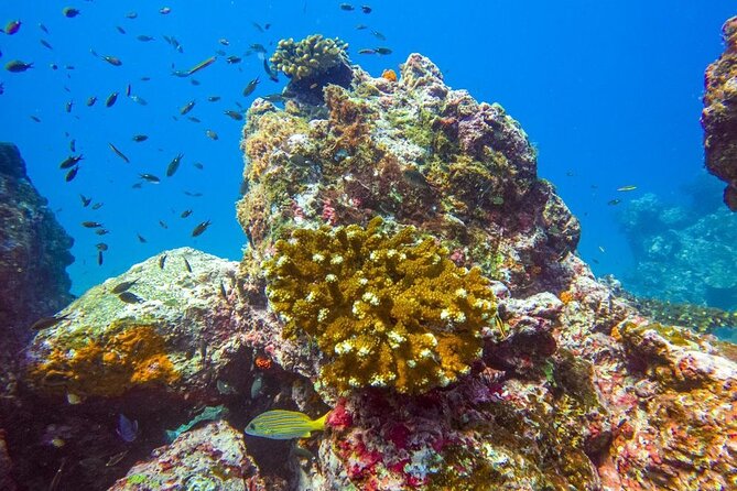Isla Del Caño Snorkeling Tour From Uvita - Snorkeling Highlights