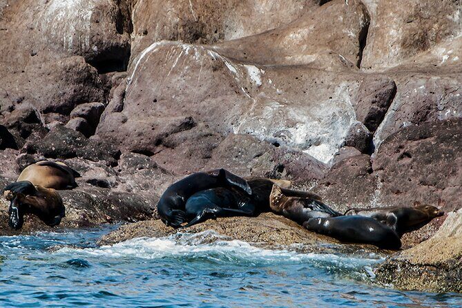 Isla Espiritu Santo and Balandra Tour - FAQ