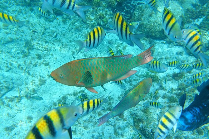 Isla Mujeres Basic Tour in Catamaran With Snorkel and Open Bar - Meeting Point Details